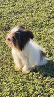 Victoria , a female Yorkshire Terrier for sale in Miami, FL – Photo 4 of 5