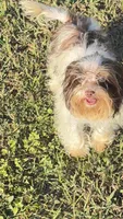 Victoria , a female Yorkshire Terrier for sale in Miami, FL – Photo 2 of 5