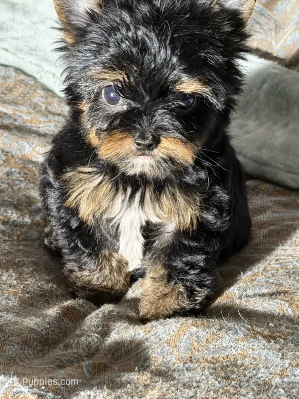 Theodore (teacup) – Yorkshire Terrier puppy for sale in Miami, FL