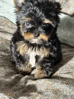 Theodore (teacup), a male Yorkshire Terrier for sale in Miami, FL – 1 of 10