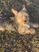 Mauz, a female Yorkshire Terrier for sale in Miami, FL – Photo 1 of 6