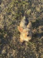 Mauz, a female Yorkshire Terrier for sale in Miami, FL – Photo 3 of 6