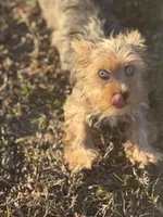 Mauz, a female Yorkshire Terrier for sale in Miami, FL – Photo 2 of 6