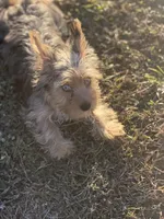 Mauz, a female Yorkshire Terrier for sale in Miami, FL – Photo 5 of 6