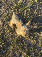 Mauz, a female Yorkshire Terrier for sale in Miami, FL – Photo 4 of 6