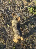 Mauz, a female Yorkshire Terrier for sale in Miami, FL – Photo 6 of 6