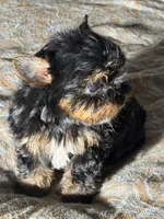 Theodore (teacup), a male Yorkshire Terrier for sale in Miami, FL – 4 of 10