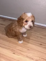 Brownie, a female Bichon Frise and Poodle - Miniature  for sale in Perris, CA – 2 of 5