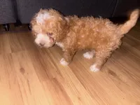 Brownie, a female Bichon Frise and Poodle - Miniature  for sale in Perris, CA – 3 of 5