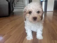 Max, a male Bichon Frise and Poodle - Miniature  for sale in Perris, CA – 2 of 5