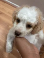 Charlie, a male Bichon Frise and Poodle - Miniature  for sale in Perris, CA – 7 of 7
