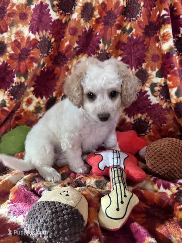 Charlie – Bichon Frise, Poodle - Miniature  puppy for sale in Perris, CA