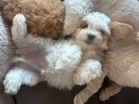 Max, a male Bichon Frise and Poodle - Miniature  for sale in Perris, CA – 5 of 5