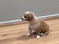Lady, a female Bichon Frise and Poodle - Miniature  for sale in Perris, CA – 4 of 6