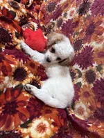Toby, a male Bichon Frise and Poodle - Miniature  for sale in Perris, CA – 2 of 7