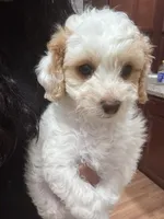Luna, a female Bichon Frise and Poodle - Miniature  for sale in Perris, CA – 6 of 6