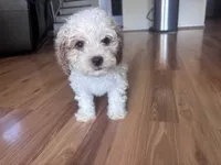 Max, a male Bichon Frise and Poodle - Miniature  for sale in Perris, CA – 1 of 5
