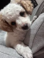 Toby, a male Bichon Frise and Poodle - Miniature  for sale in Perris, CA – 5 of 7