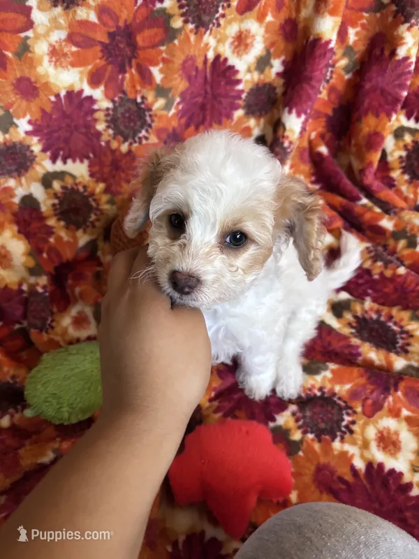 Luna – Bichon Frise, Poodle - Miniature  puppy for sale in Perris, CA