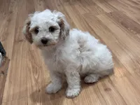 Stevo, a male Bichon Frise and Poodle - Miniature  for sale in Perris, CA – 3 of 6