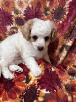 Toby, a male Bichon Frise and Poodle - Miniature  for sale in Perris, CA – 1 of 7