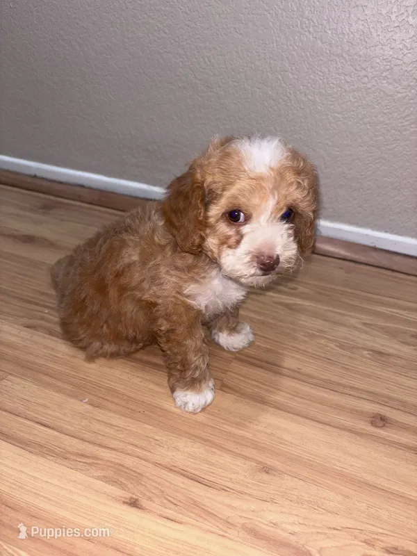 Brownie – Bichon Frise, Poodle - Miniature  puppy for sale in Perris, CA
