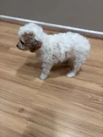 Luna, a female Bichon Frise and Poodle - Miniature  for sale in Perris, CA – 2 of 6
