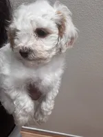 Stevo, a male Bichon Frise and Poodle - Miniature  for sale in Perris, CA – 5 of 6
