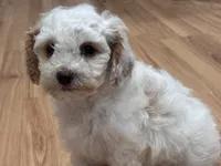 Stevo, a male Bichon Frise and Poodle - Miniature  for sale in Perris, CA – 2 of 6