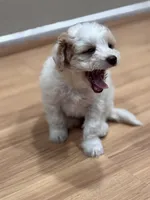 Luna, a female Bichon Frise and Poodle - Miniature  for sale in Perris, CA – 4 of 6
