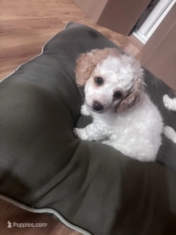 Charlie – Bichon Frise, Poodle - Miniature  puppy for sale in Perris, CA
