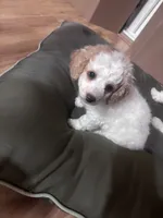 Charlie, a male Bichon Frise and Poodle - Miniature  for sale in Perris, CA – 1 of 7