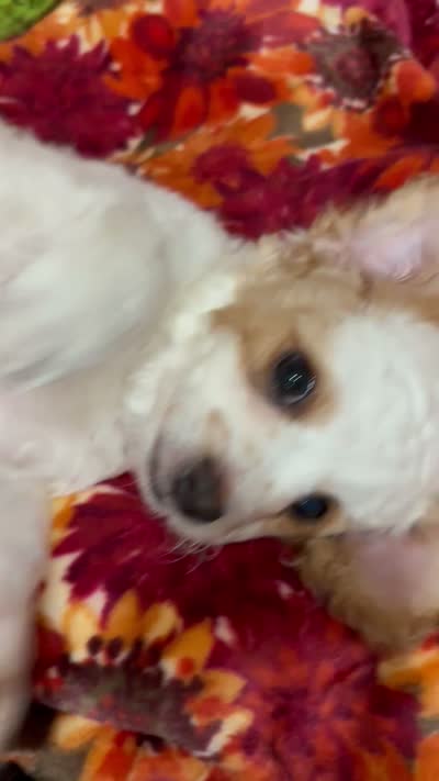 Toby, a male Bichon Frise and Poodle - Miniature  for sale in Perris, CA – 6 of 7