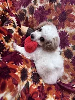 Toby, a male Bichon Frise and Poodle - Miniature  for sale in Perris, CA – 4 of 7