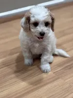 Luna, a female Bichon Frise and Poodle - Miniature  for sale in Perris, CA – 3 of 6