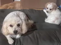 Charlie, a male Bichon Frise and Poodle - Miniature  for sale in Perris, CA – 3 of 7