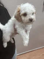 Stevo, a male Bichon Frise and Poodle - Miniature  for sale in Perris, CA – 6 of 6