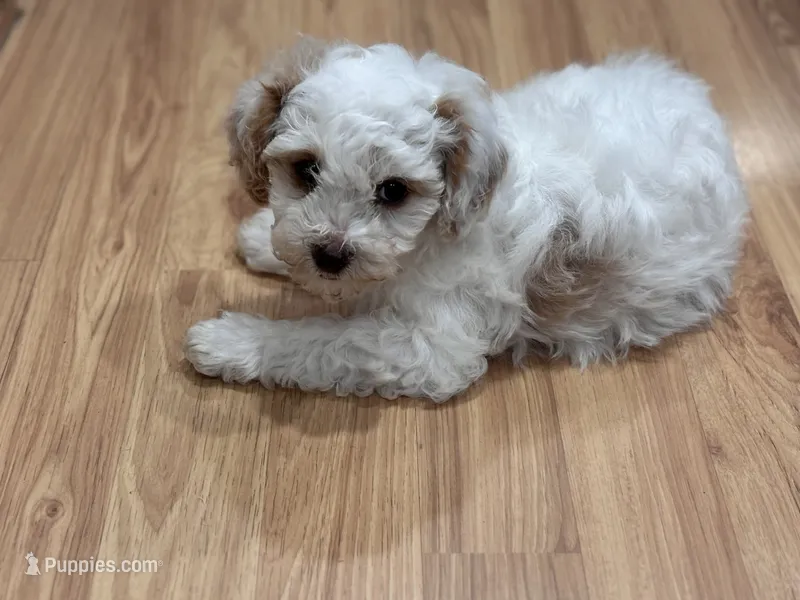 Stevo – Bichon Frise, Poodle - Miniature  puppy for sale in Perris, CA
