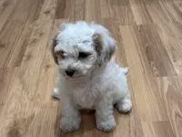 Stevo, a male Bichon Frise and Poodle - Miniature  for sale in Perris, CA – 4 of 6