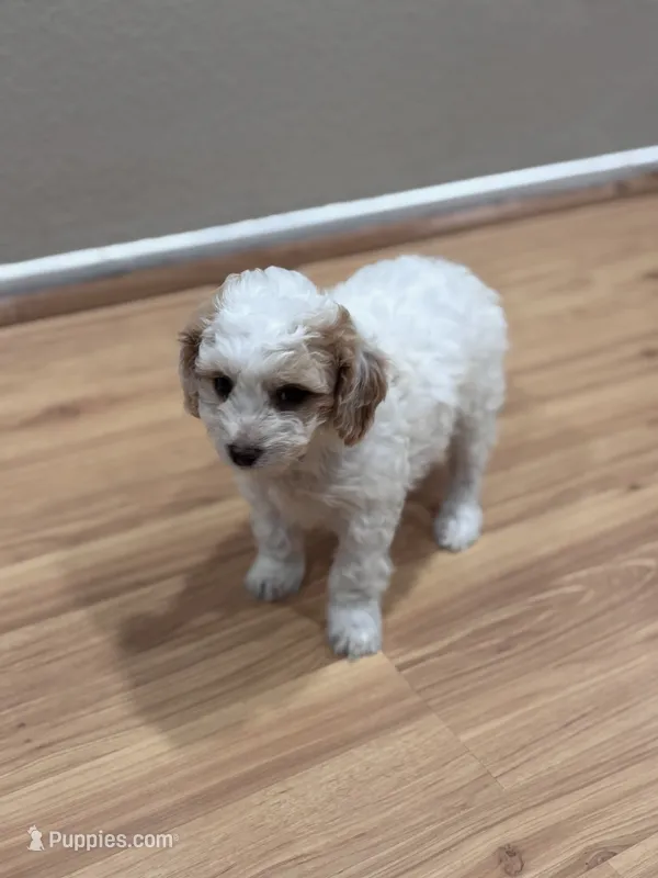 Luna – Bichon Frise, Poodle - Miniature  puppy for sale in Perris, CA