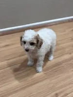 Luna, a female Bichon Frise and Poodle - Miniature  for sale in Perris, CA – 1 of 6