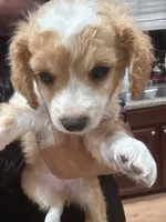 Lady, a female Bichon Frise and Poodle - Miniature  for sale in Perris, CA – 5 of 6