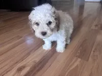 Max, a male Bichon Frise and Poodle - Miniature  for sale in Perris, CA – 3 of 5