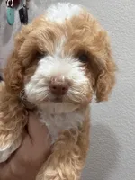 Brownie, a female Bichon Frise and Poodle - Miniature  for sale in Perris, CA – 4 of 5