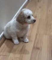 Charlie, a male Bichon Frise and Poodle - Miniature  for sale in Perris, CA – 5 of 7