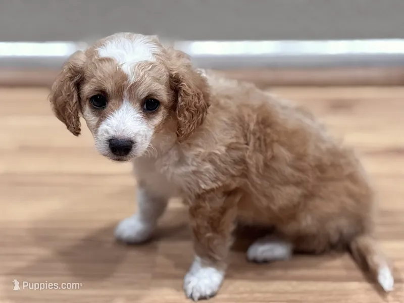 Lady – Bichon Frise, Poodle - Miniature  puppy on hold in Perris, CA