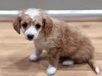 Lady, a female Bichon Frise and Poodle - Miniature  for sale in Perris, CA – 1 of 6