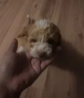 Brownie, a female Bichon Frise and Poodle - Miniature  for sale in Perris, CA – 5 of 5