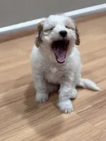 Luna, a female Bichon Frise and Poodle - Miniature  for sale in Perris, CA – 5 of 6