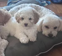 Max, a male Bichon Frise and Poodle - Miniature  for sale in Perris, CA – 4 of 5